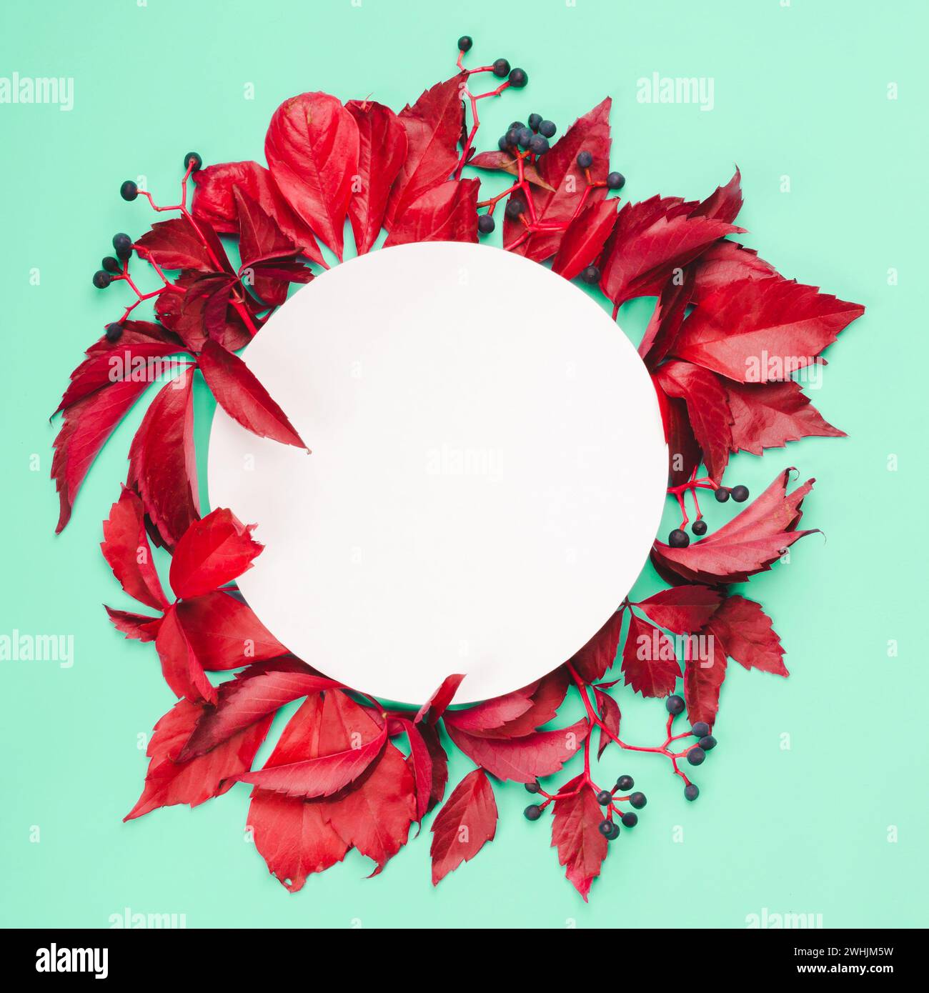 Feuilles rouges et baies bleues sur fond de menthe. Cadre d'automne, espace de copie Banque D'Images