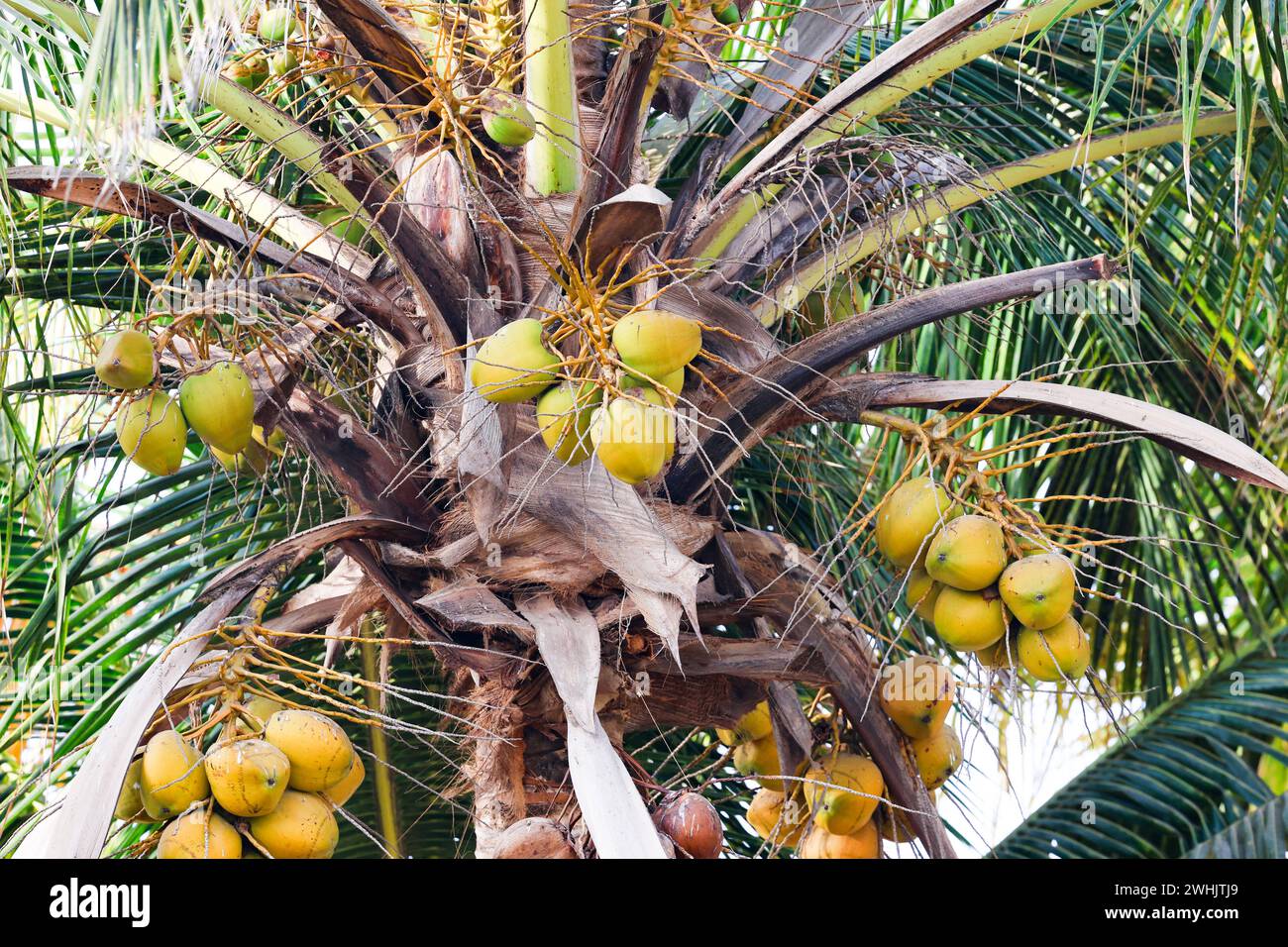 Symbolfoto, Kokospalme, Kokosnuss, Pflanze, , *** symbole photo, cocotier, noix de coco, plante, , Banque D'Images