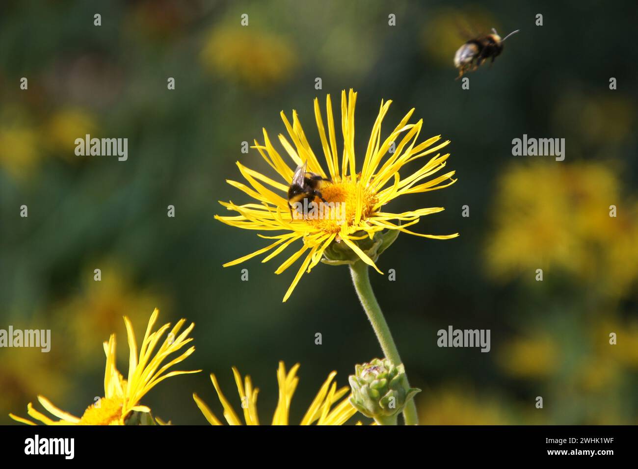 Inula helenium, elecampane, bourdon Banque D'Images