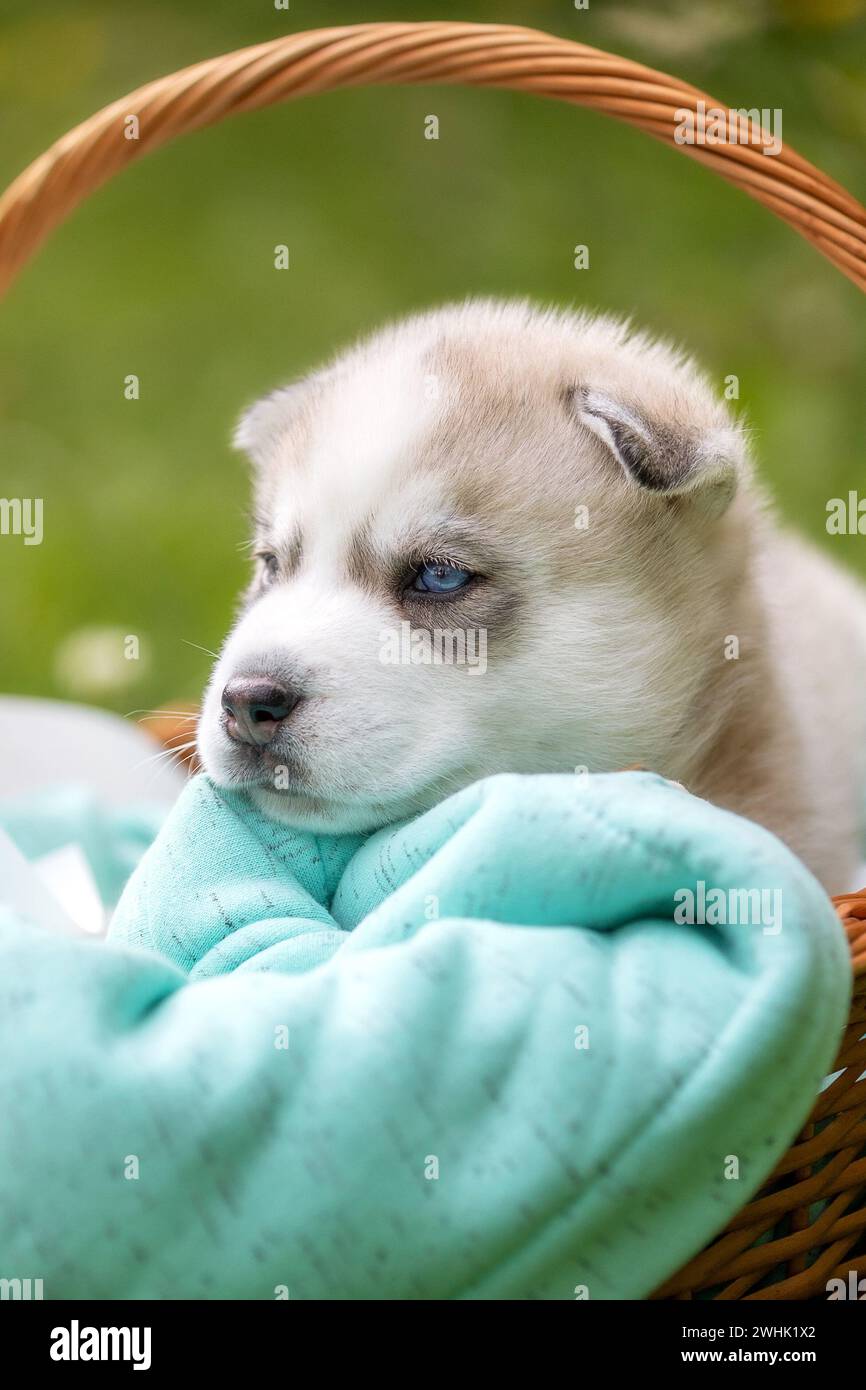 Mignon chiot Husky Sibérien aux yeux bleus dans le panier Banque D'Images
