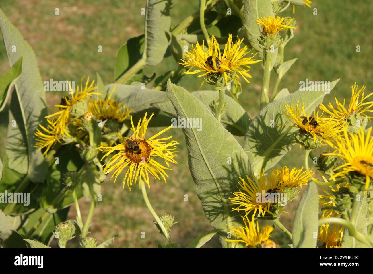 Inula helenium, elecampane, bourdon Banque D'Images