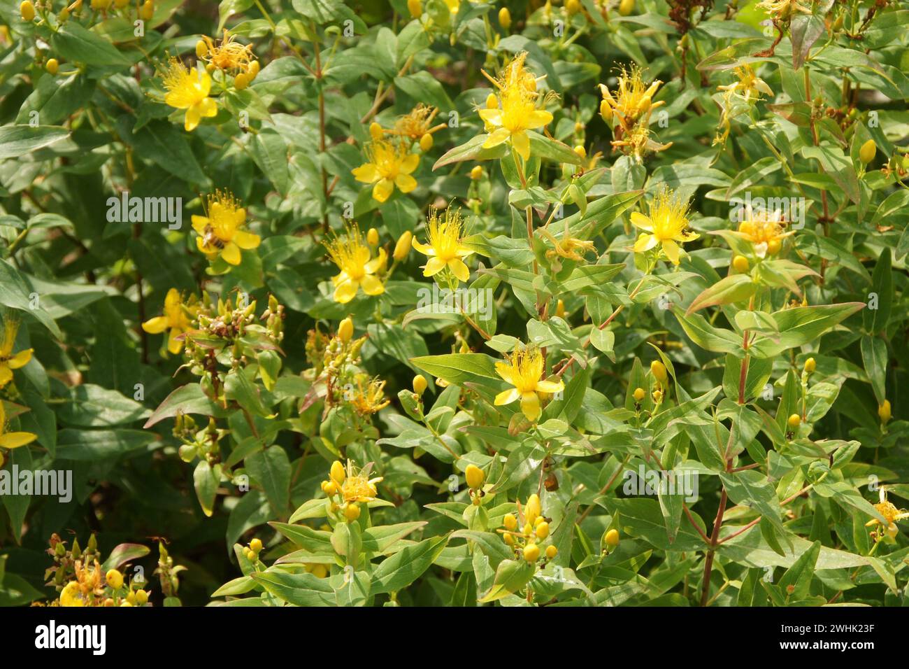 Hypericum hircinum, tutsan puant Banque D'Images