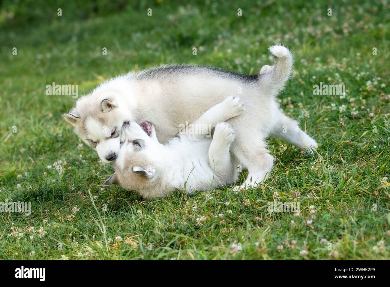 Les chiots Husky sibériens jouent à l'extérieur Banque D'Images