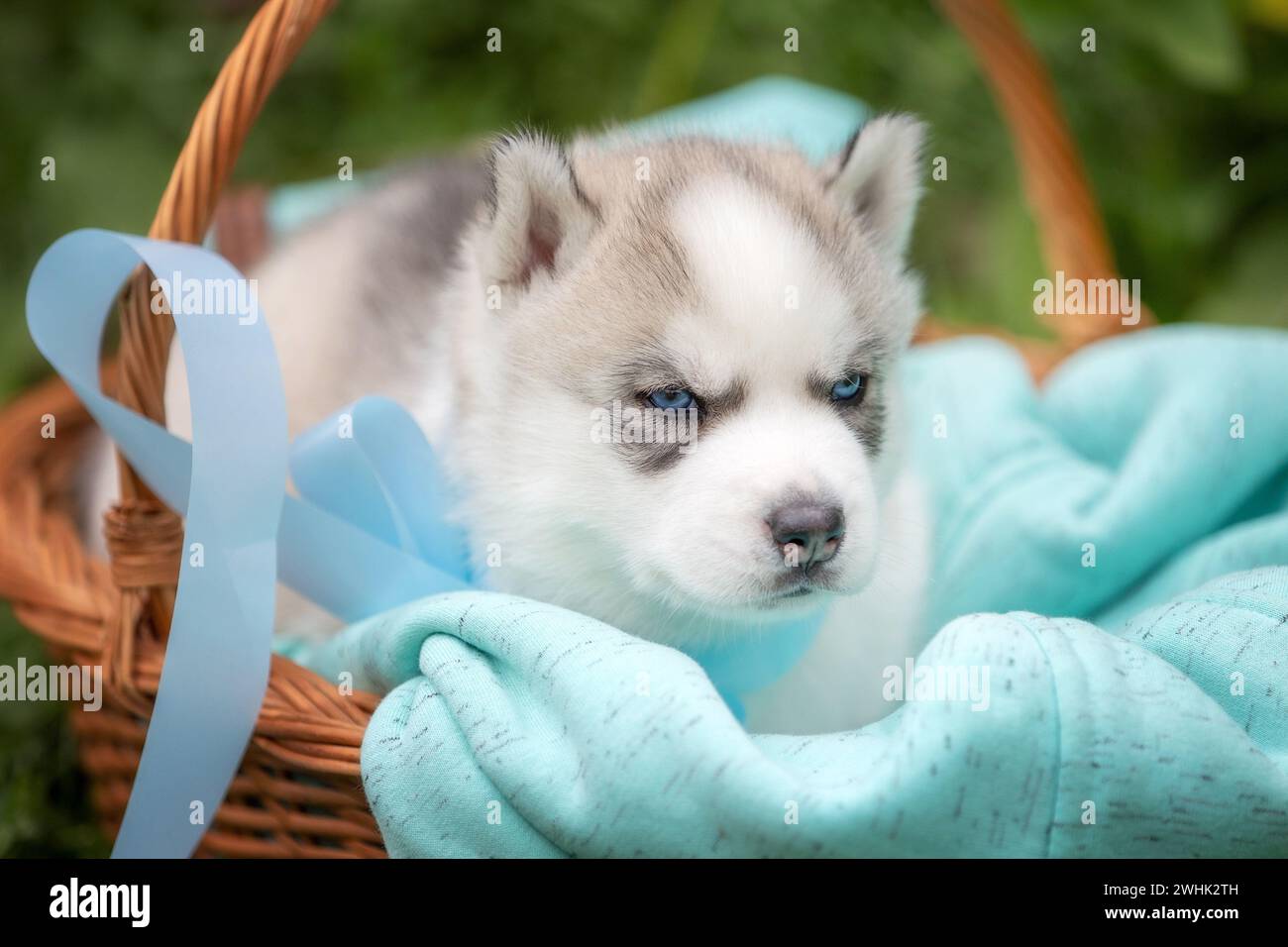 Chiot Husky sibérien mignon avec les yeux bleus dans le panier Banque D'Images