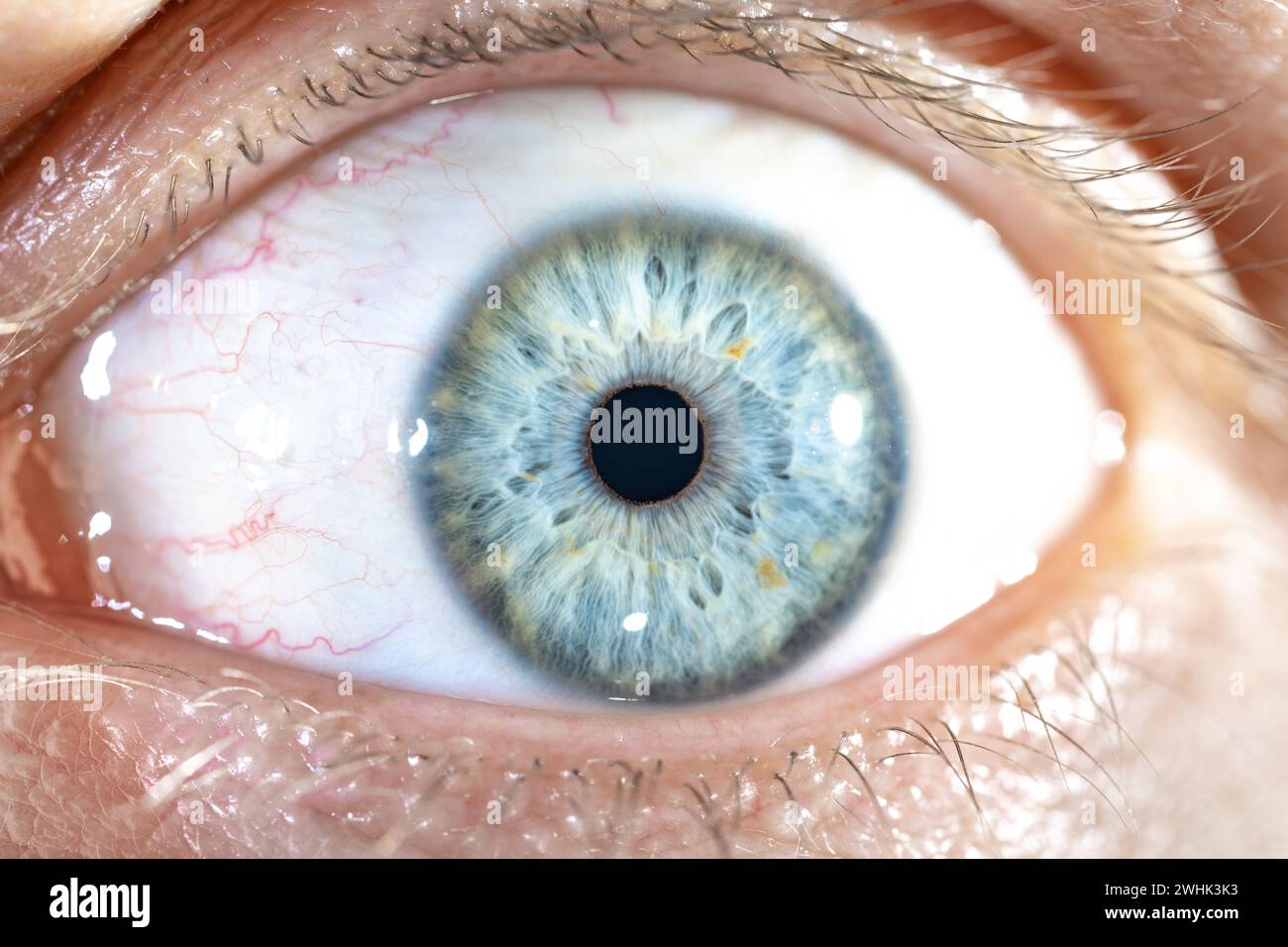 Description : œil bleu masculin de couleur avec de longs cils en gros plan. Anatomie structurelle. Détail de la macro de l'iris humain. Banque D'Images