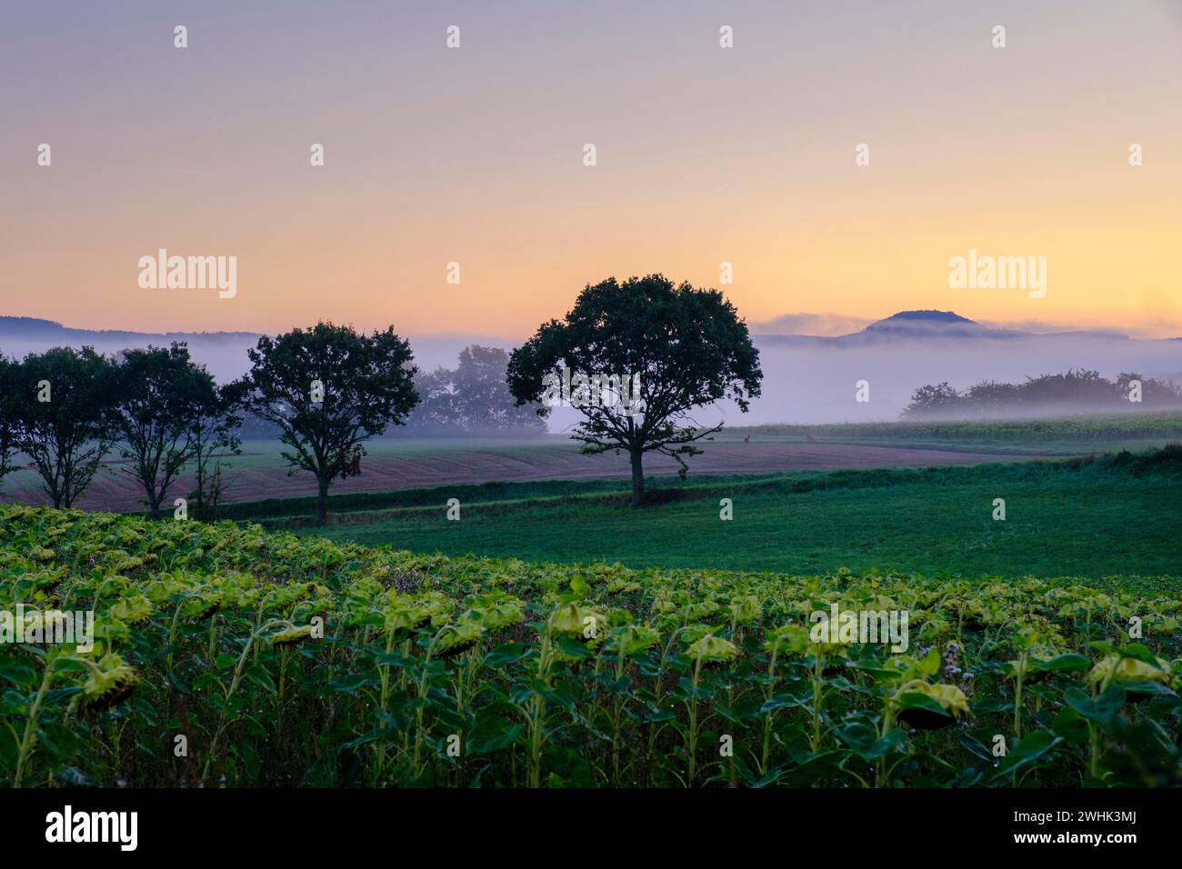 Brouillard matinal sur la vallée de Werra, depuis le Schlierbachsattel, Oberduenzenbach près d'Eschwege, quartier de Werra-Meissner, vallée de Werra, Hesse du Nord Banque D'Images