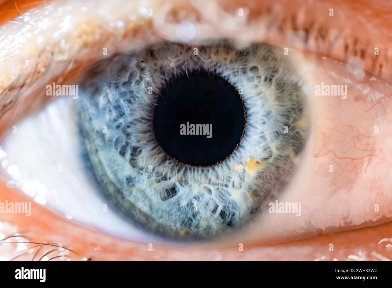 Description : œil bleu masculin de couleur avec de longs cils en gros plan. Anatomie structurelle. Iris humain grand ouvert. Détails de macro. Banque D'Images