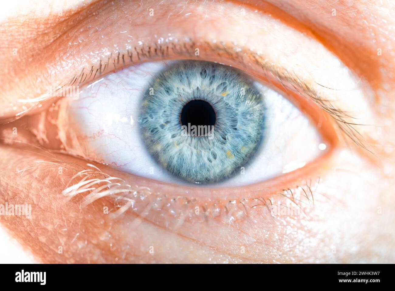 Description : œil bleu masculin de couleur avec de longs cils en gros plan. Anatomie structurelle. Détail de la macro de l'iris humain. Banque D'Images