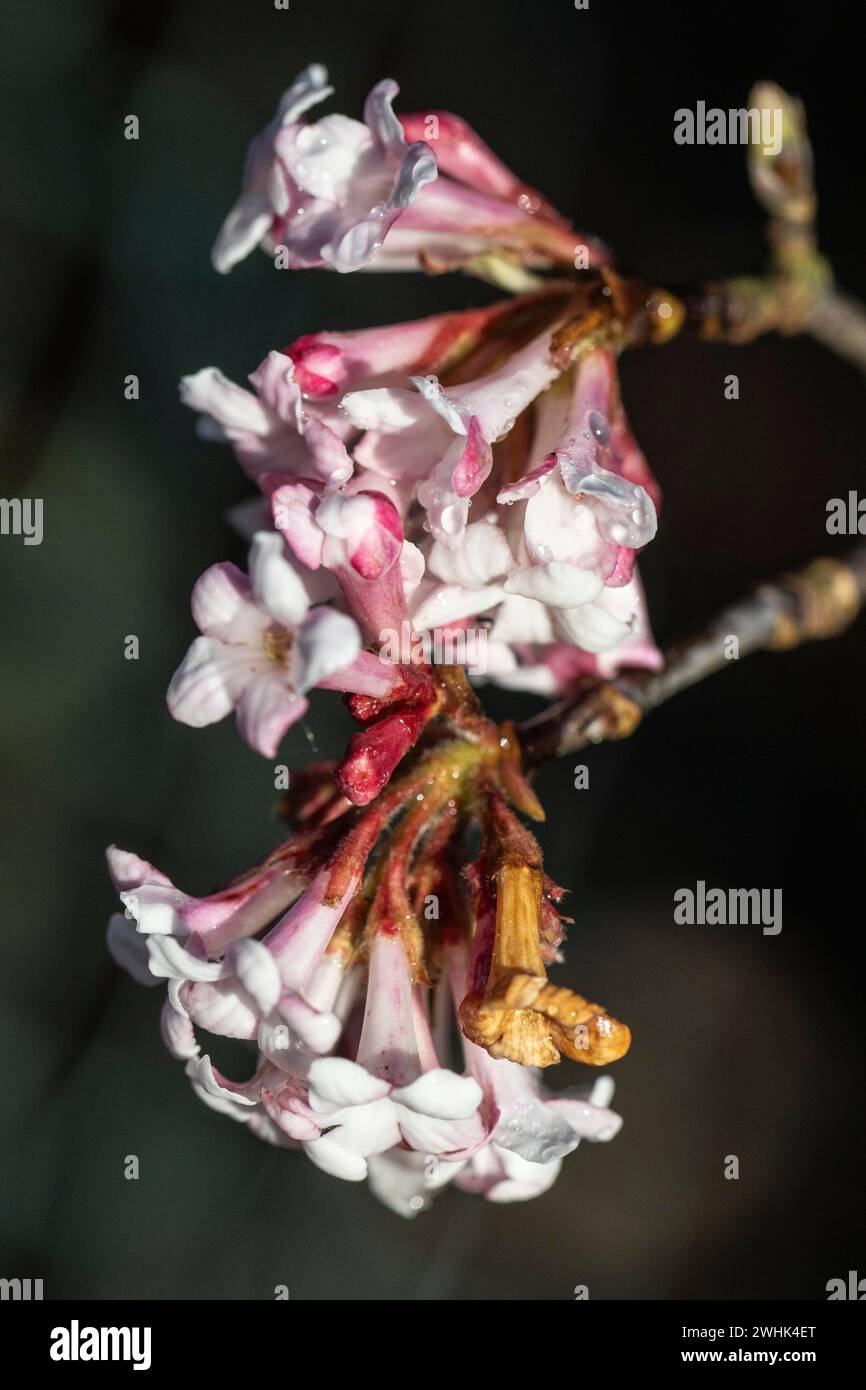 Boule de neige d'hiver (Viburnum bodnantense Dawn), Emsland, basse-Saxe, Allemagne Banque D'Images