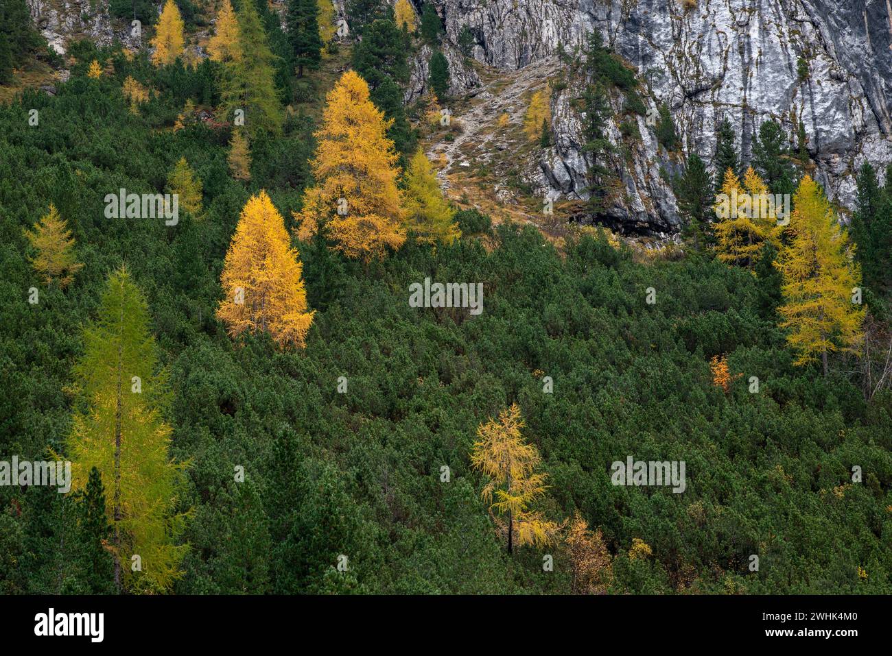 Des arbres Larche brillent sur le bord de la montagne rocheuse en automne. Paysage automnal dans la forêt. Banque D'Images