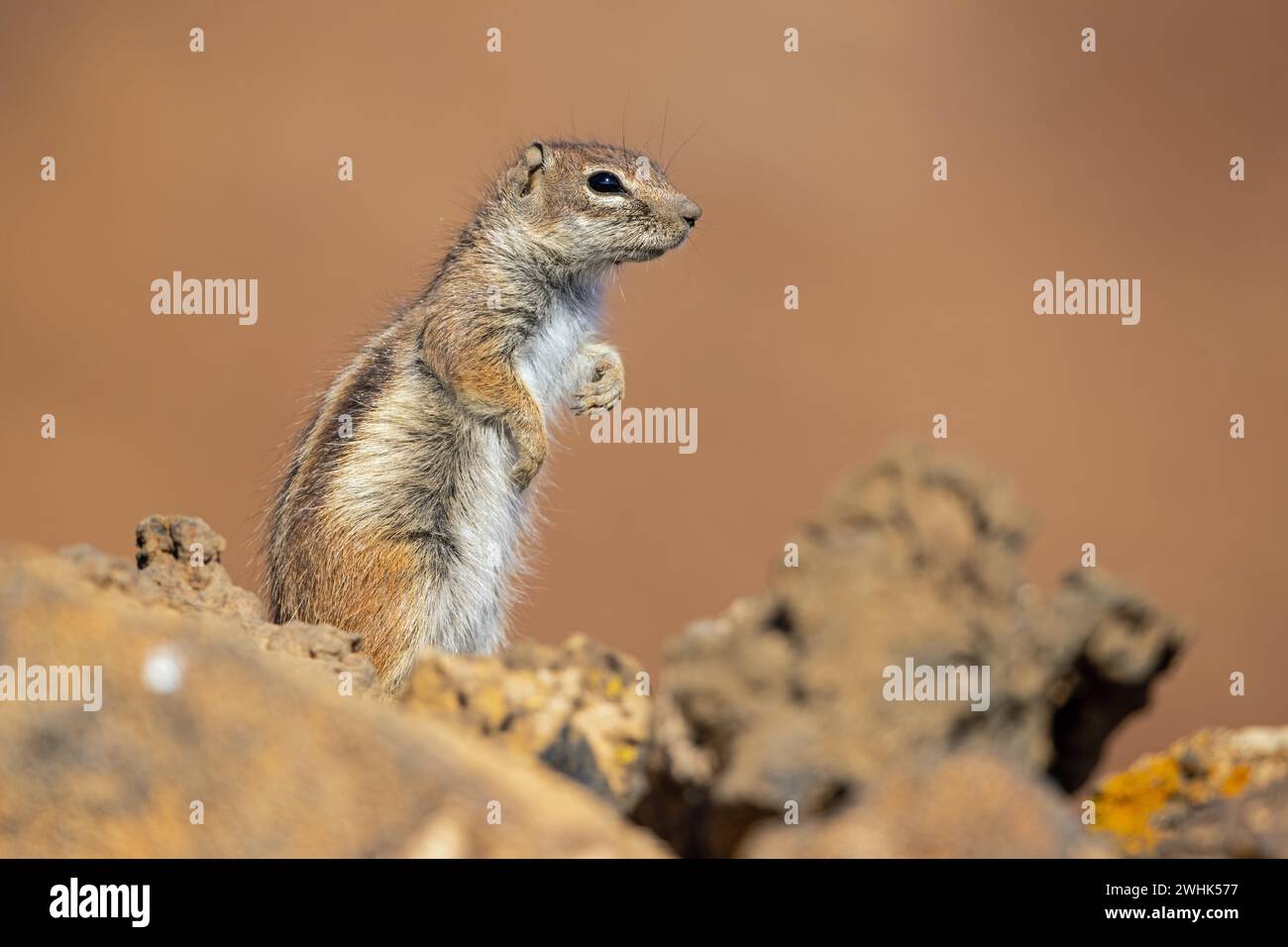 Atlas chipmunk, Calderon Hondo, près de Lajares, Fuerteventura Banque D'Images