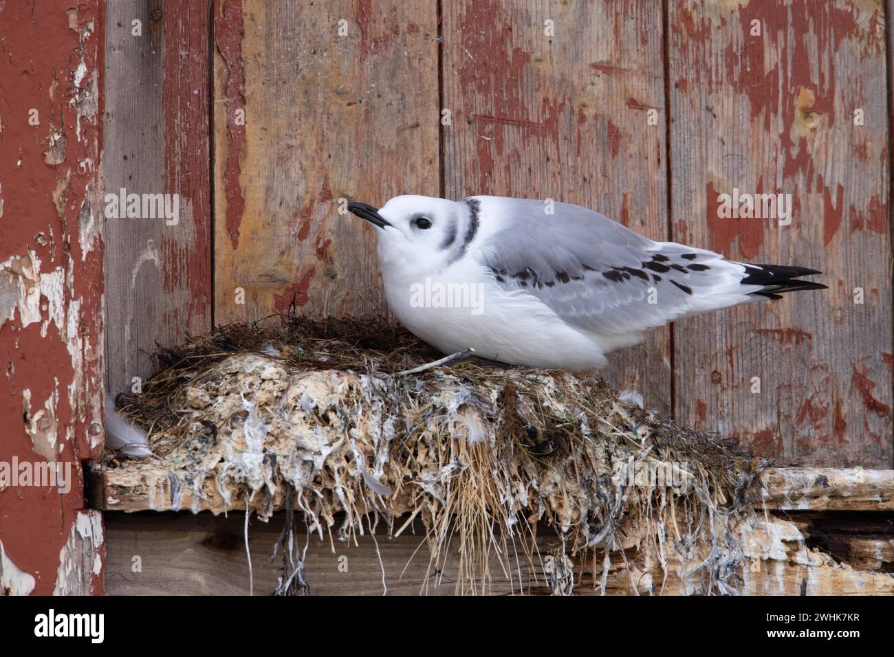 Kittiwake, jeune oiseau Banque D'Images