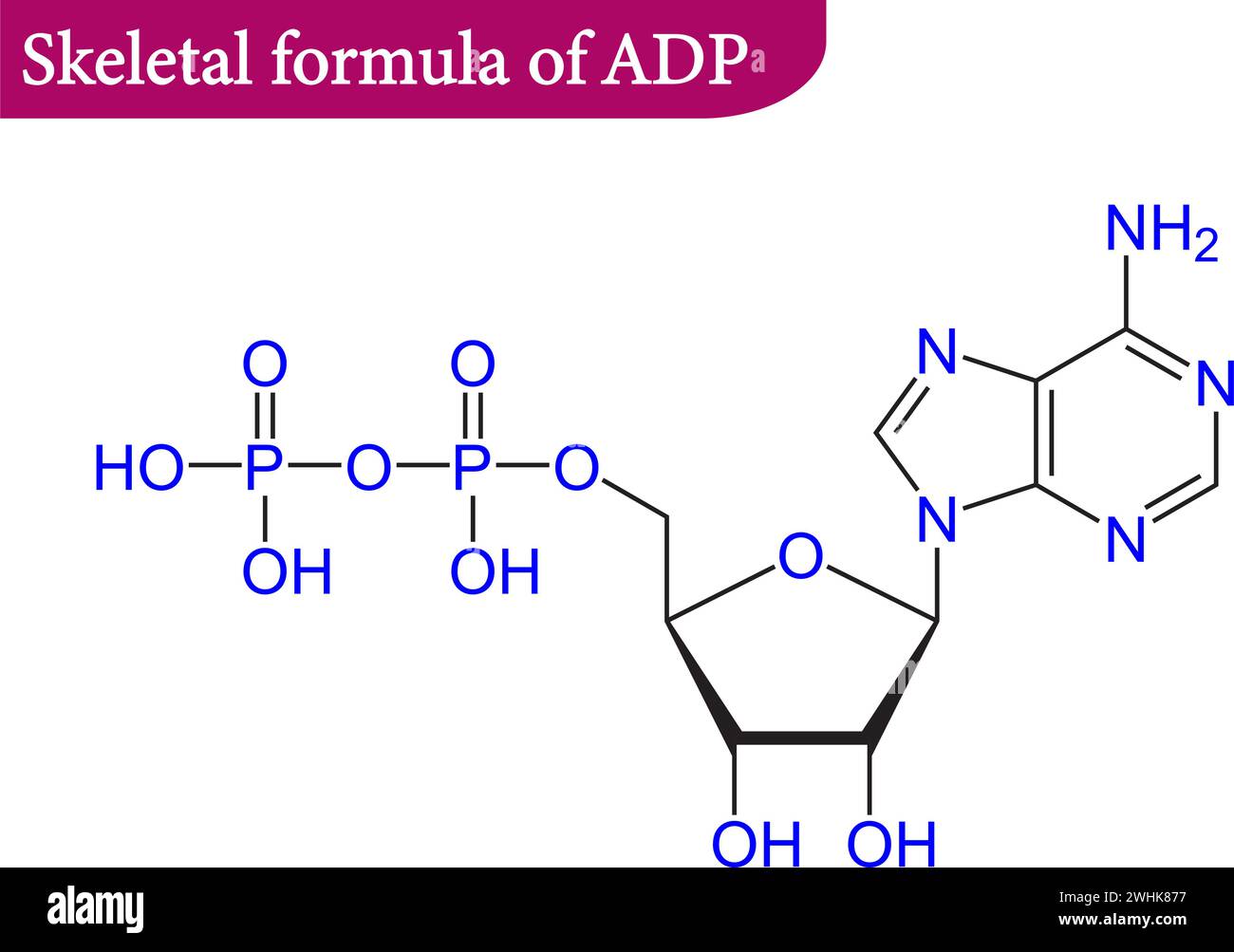 Structure de l'adénosine monophosphate .illustration vectorielle. Illustration de Vecteur