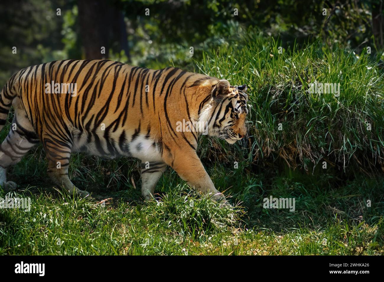 Tigre du Bengale (Panthera tigris tigris) Banque D'Images