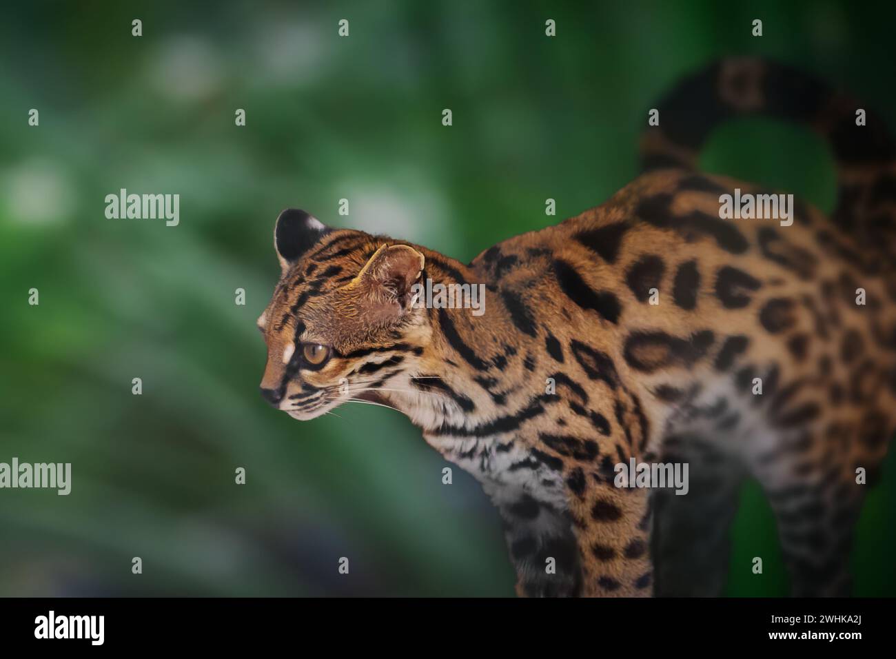 Margay (Leopardus wiedii) - chat sauvage d'Amérique centrale et du Sud Banque D'Images