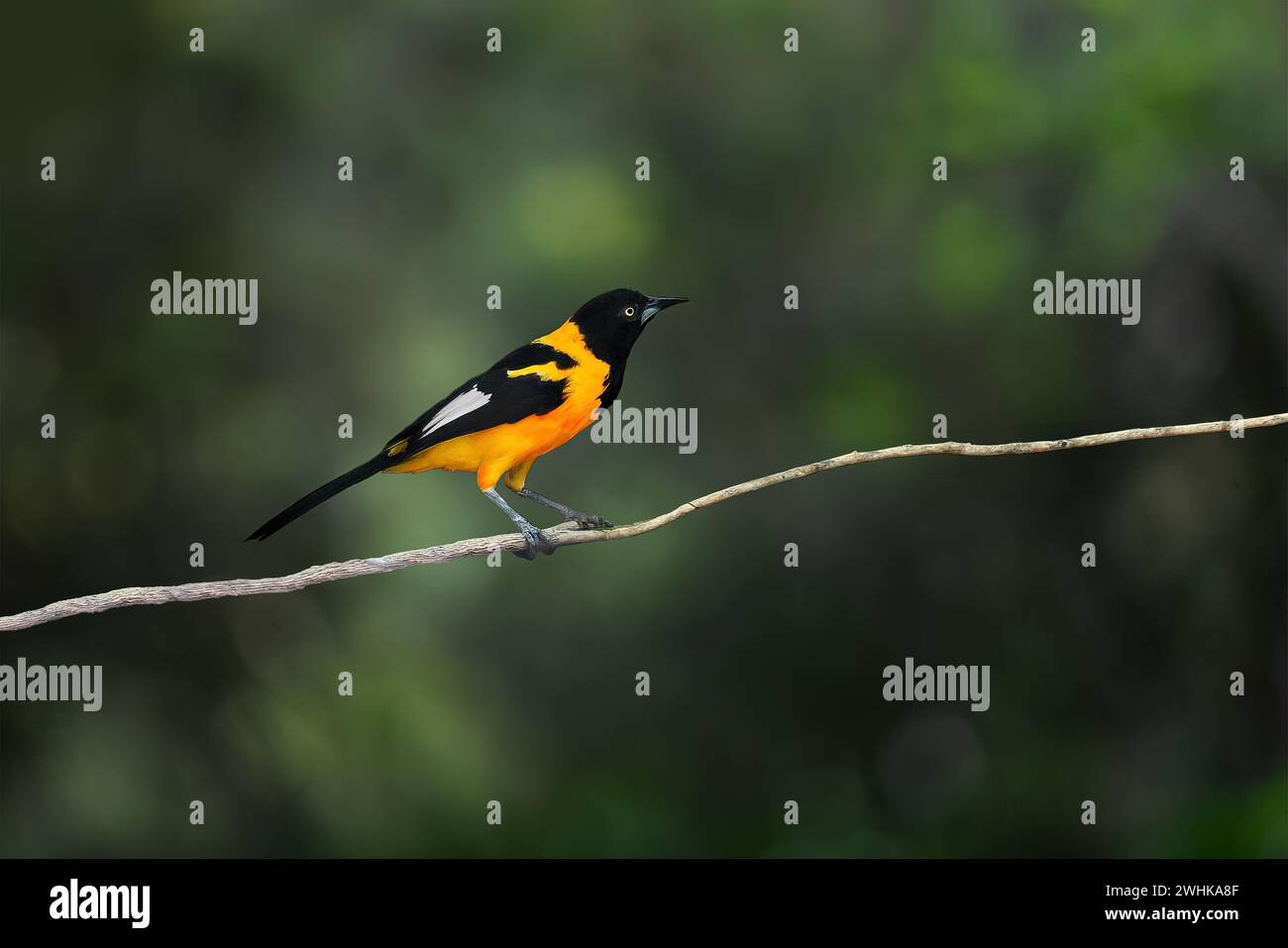 Campo Troupial (icterus jamacaii) Banque D'Images