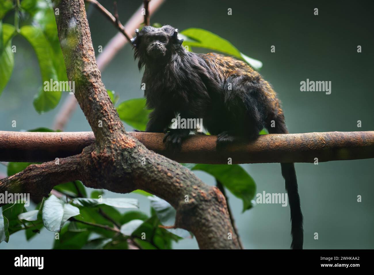 Singe noir Tamarin (Saguinus Niger) Banque D'Images