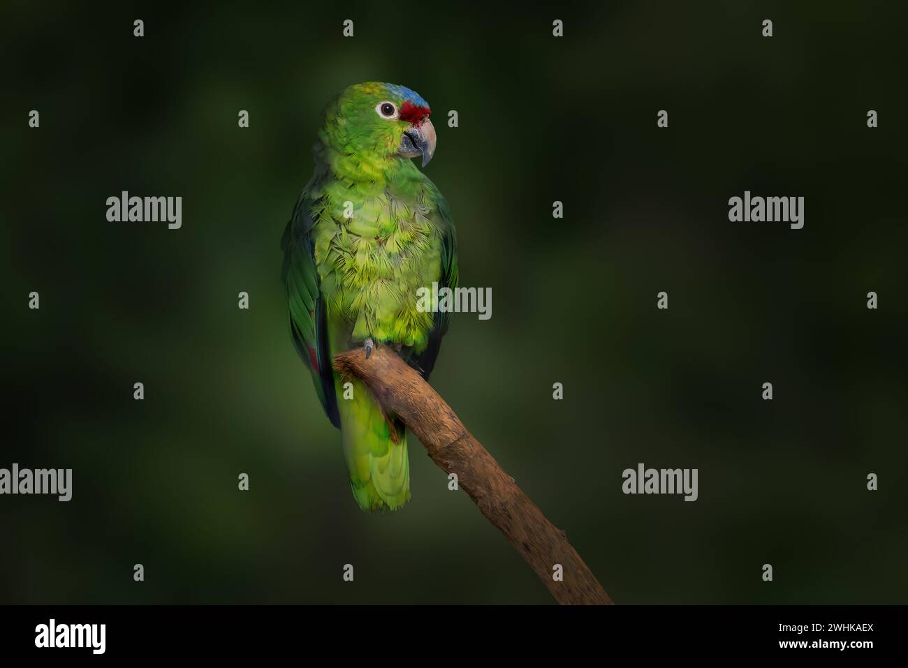 Perroquet de l'Amazone autumnalis (Amazona autumnalis) Banque D'Images