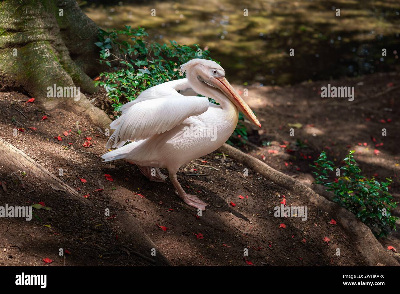 Grand Pélican blanc (Pelecanus onocrotalus) Banque D'Images