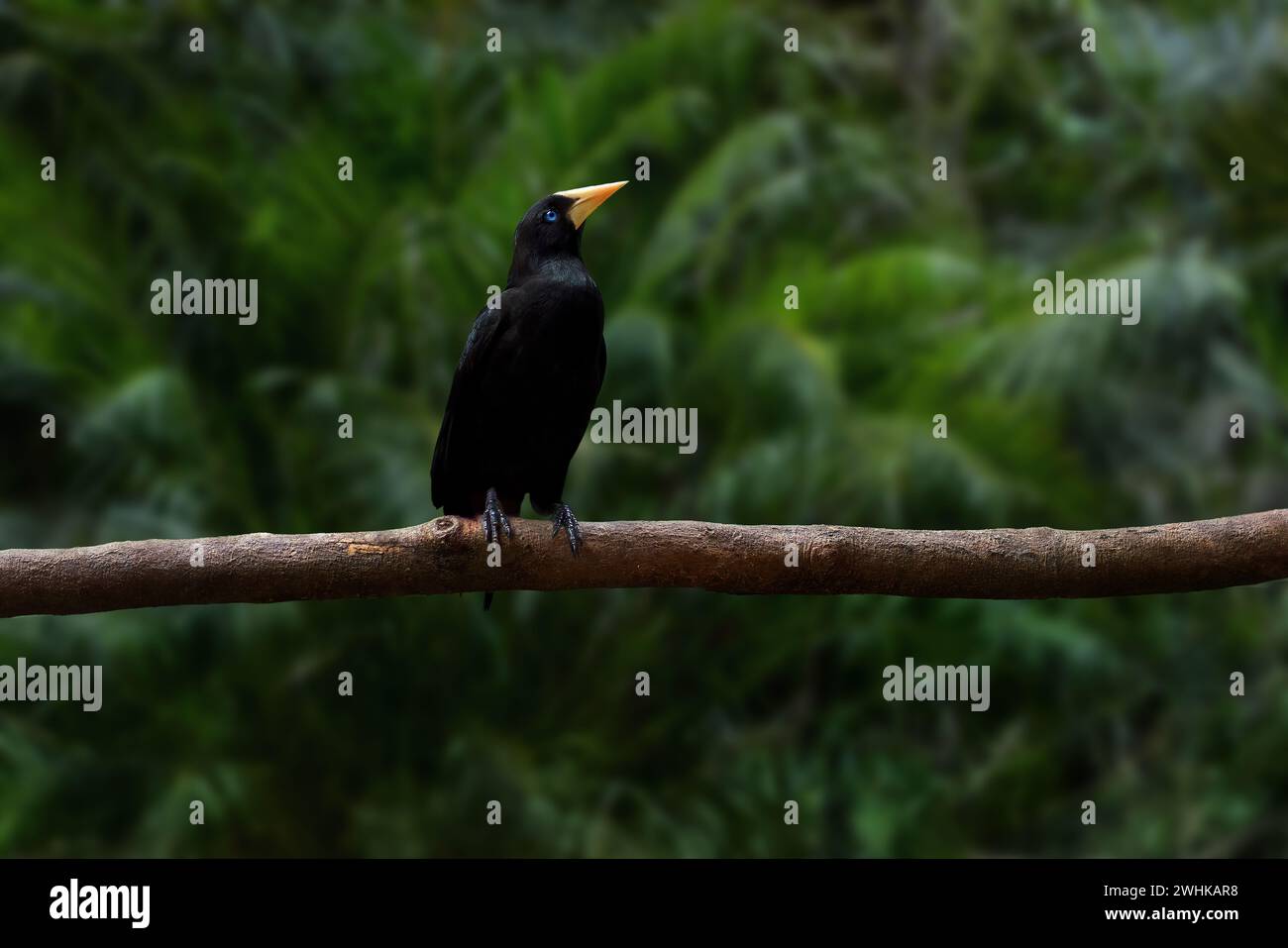 Oiseau Oropendola à crête (Psarocolius decumanus) Banque D'Images