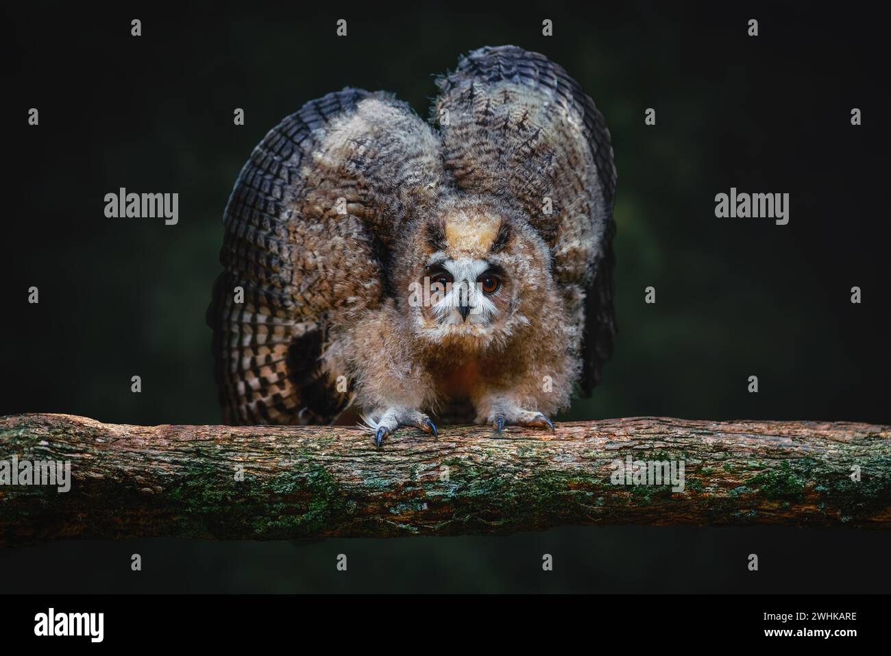 Baby Striped Owl (Asio Clamator) - oiseau de proie Banque D'Images