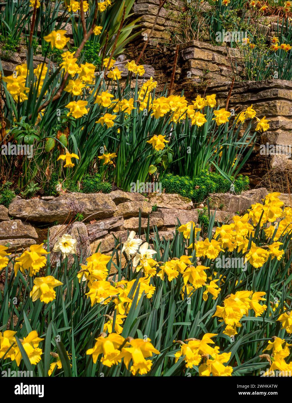 Parterres de fleurs en gradins / en terrasses avec de vieux murs en pierre sèche remplis de fleurs de jonquille blanches et jaunes au printemps, Angleterre, Royaume-Uni. Banque D'Images