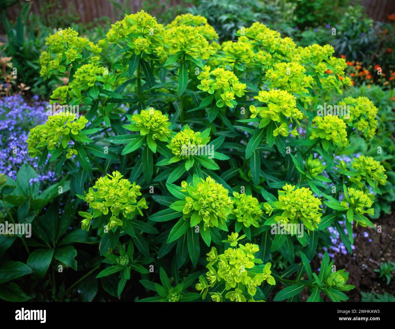 Euphorbia palustris plante d'éperon de marais poussant dans Garden border, Angleterre, Royaume-Uni Banque D'Images