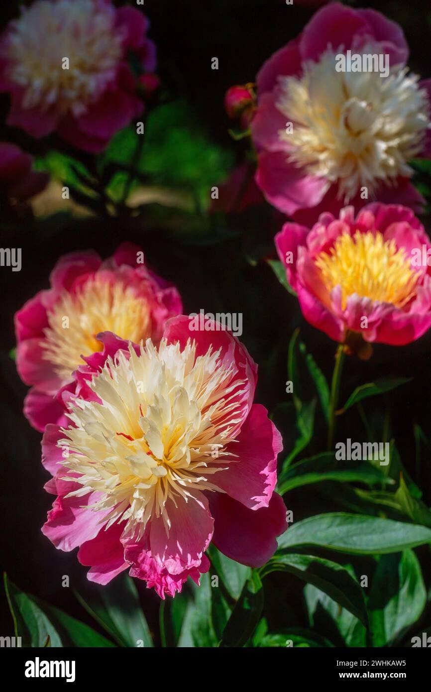 Gros plan de belles fleurs de Paeonia Lactiflora 'Bowl of Beauty' rose et jaune de pivoine dans la frontière du jardin, Angleterre, Royaume-Uni Banque D'Images