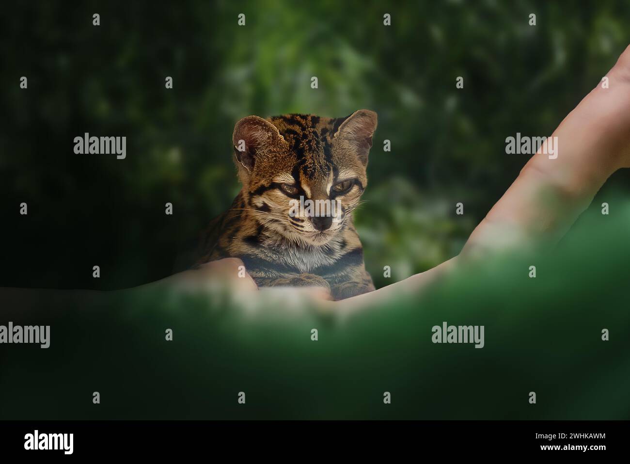 Margay (Leopardus wiedii) - chat sauvage d'Amérique centrale et du Sud Banque D'Images