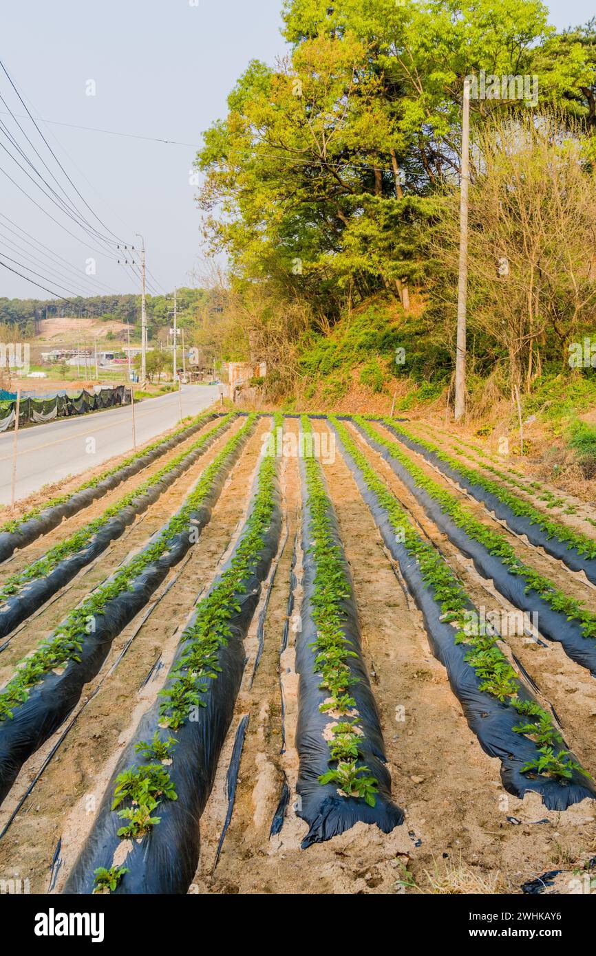 Rangées de radis poussant dans un petit champ à côté de la route de campagne en Corée du Sud rurale Banque D'Images