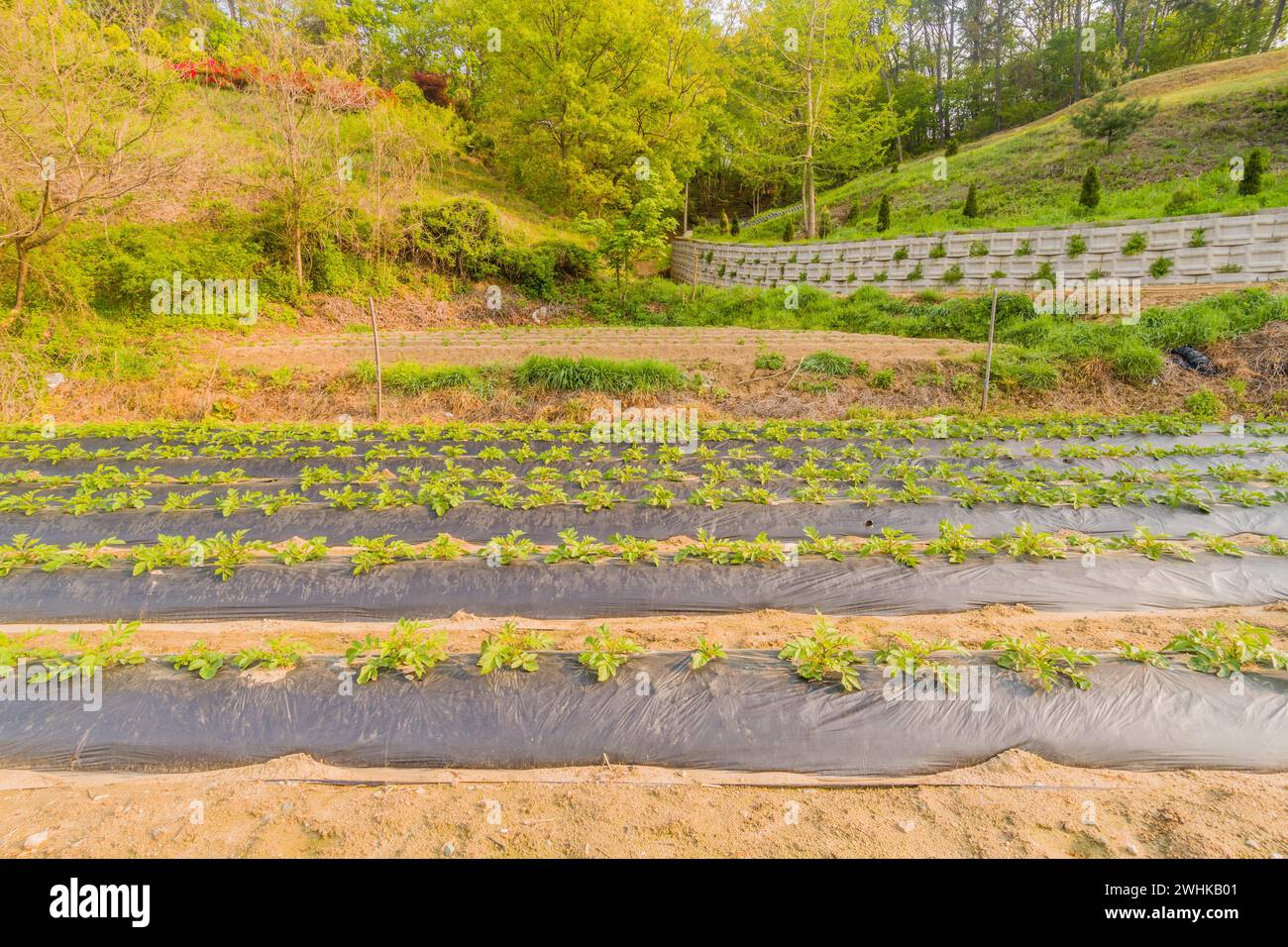 Rangées de radis poussant dans un petit champ dans la campagne en Corée du Sud rurale Banque D'Images