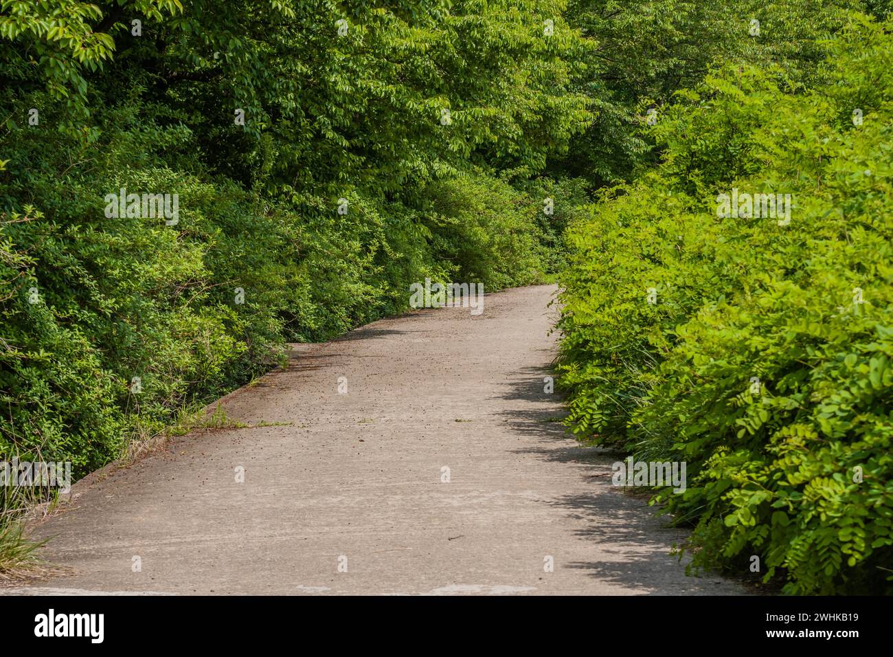 Petite route de campagne à une voie bordée de feuillage vert luxuriant par une journée de printemps ensoleillée Banque D'Images