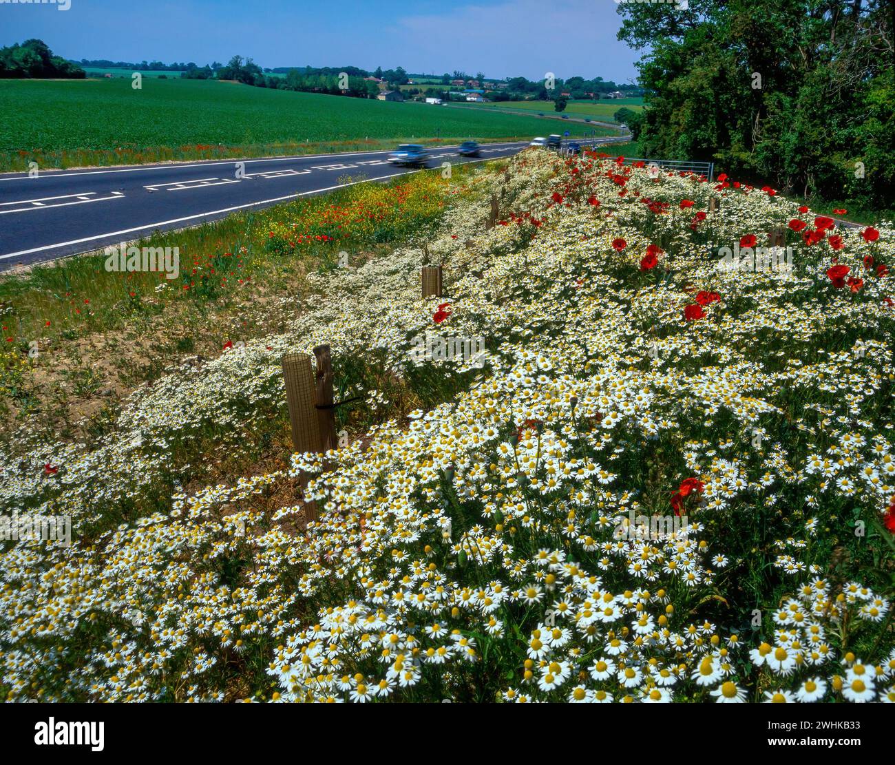 Masses de jolies marguerites blanches et fleurs de pavot rouge poussant sur le bord de la route Verge, Angleterre, Royaume-Uni Banque D'Images