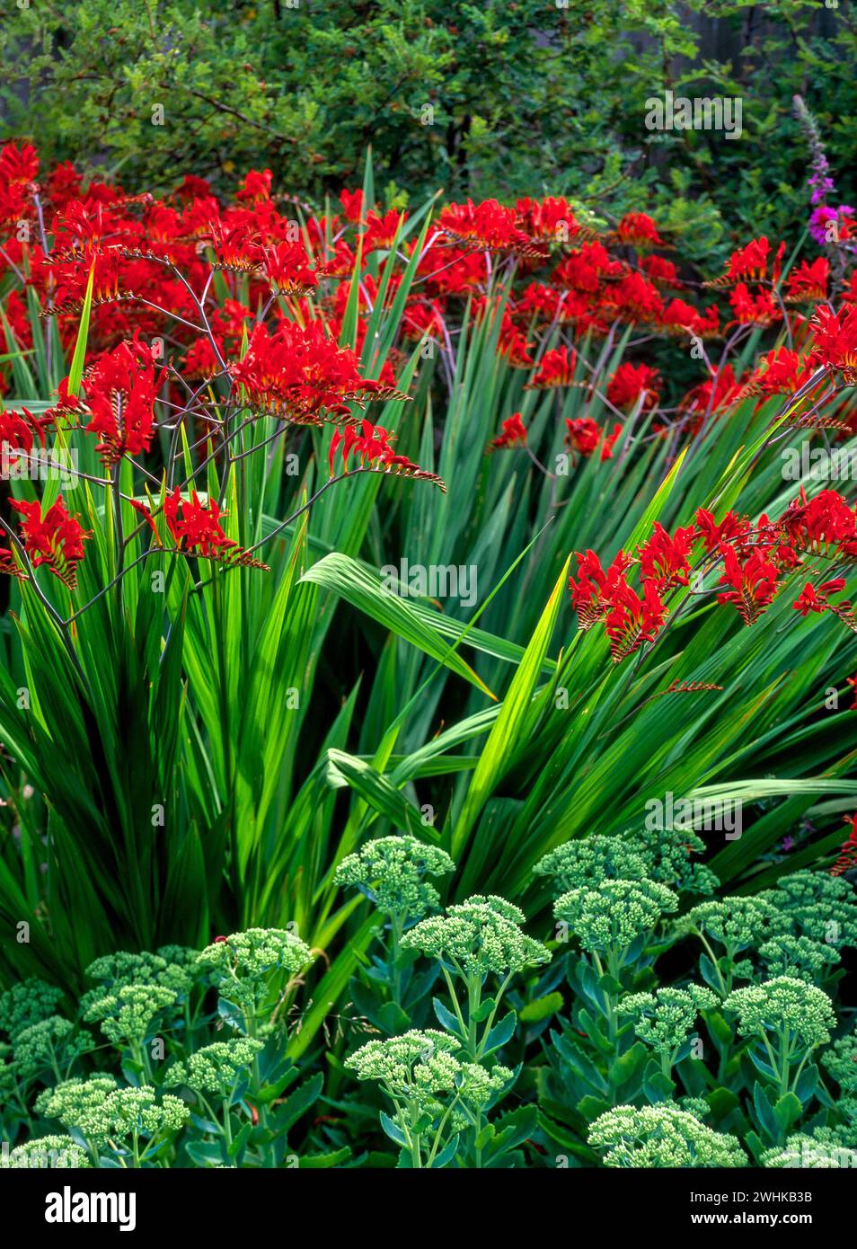 Fleurs de Crocosmia 'Lucifer' rouge vif au-dessus des plantes Hylotelephium / Sedum Spectabile 'Brilliant' à Garden border, Angleterre, Royaume-Uni Banque D'Images