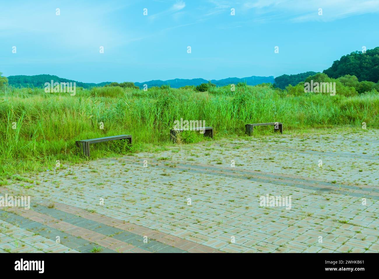 Trois bancs de parc en bois à côté de la passerelle en brique devant de hautes herbes dans le parc rural sous le ciel bleu du matin d'été en Corée du Sud Banque D'Images