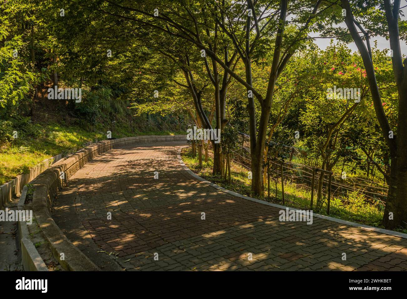 Passerelle ombragée bordée d'arbres de briques avec mur de briques en béton dans un parc de montagne le jour d'été en Corée du Sud Banque D'Images