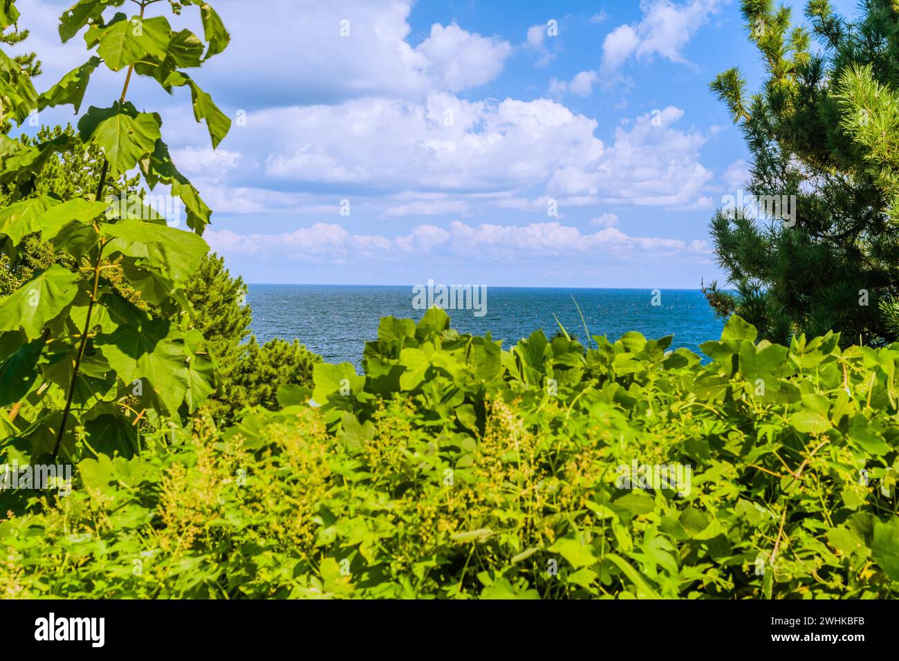 Nuages blancs de cumulus gonflés flottant au-dessus de l'océan bleu magnifique par une journée d'été claire encadrée d'arbres côtiers et de végétation Banque D'Images