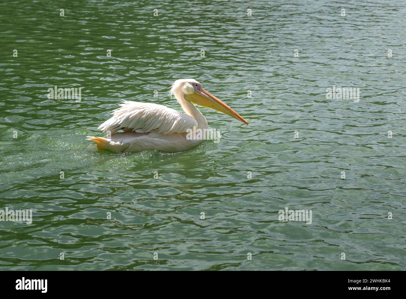 Grand pélican blanc (Pelecanus onocrotalus) nageant Banque D'Images