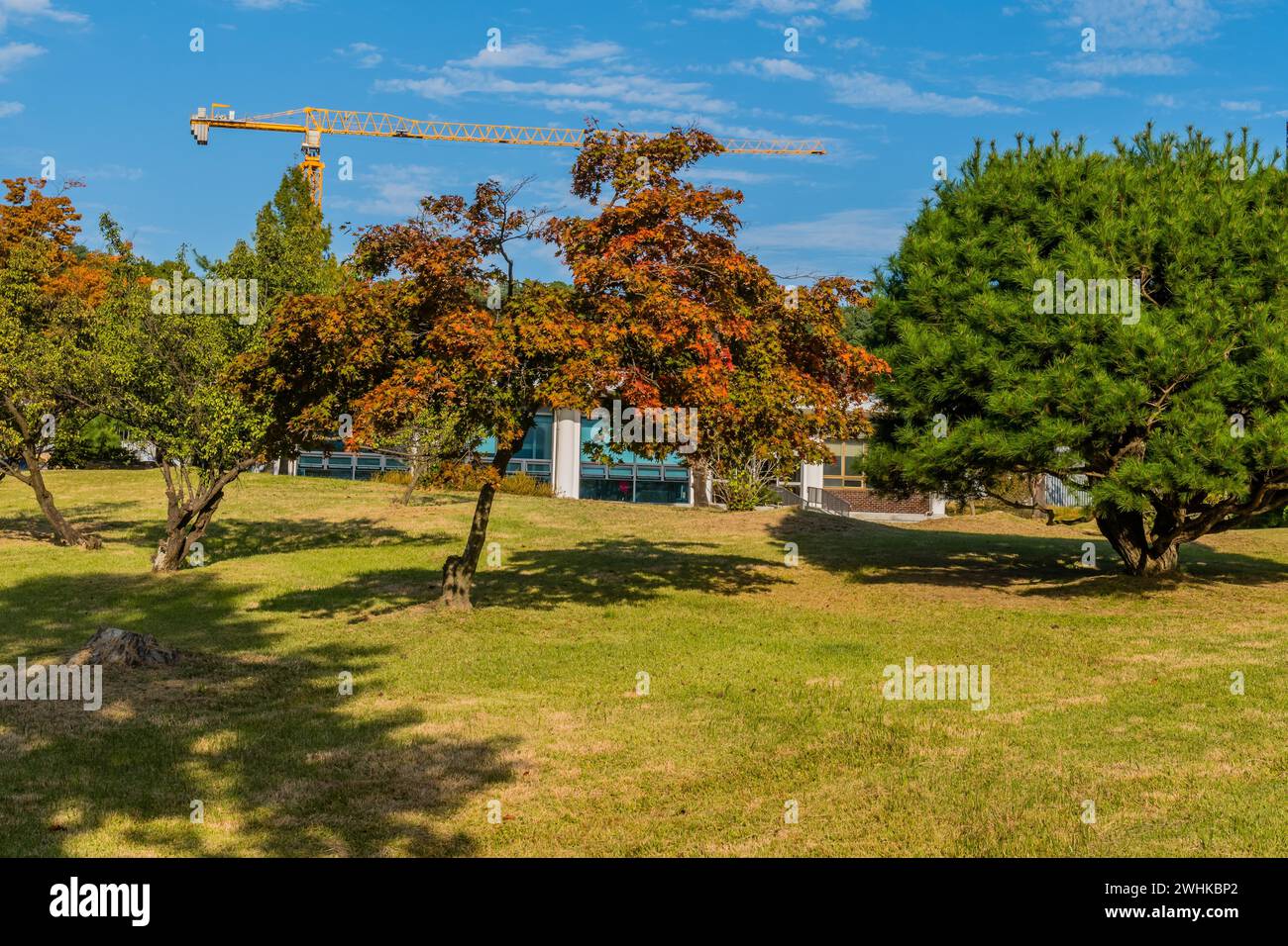 Paysage de beau parc comme le cadre sous le ciel bleu avec la canne de construction sur la cime des arbres en arrière-plan en Corée du Sud Banque D'Images