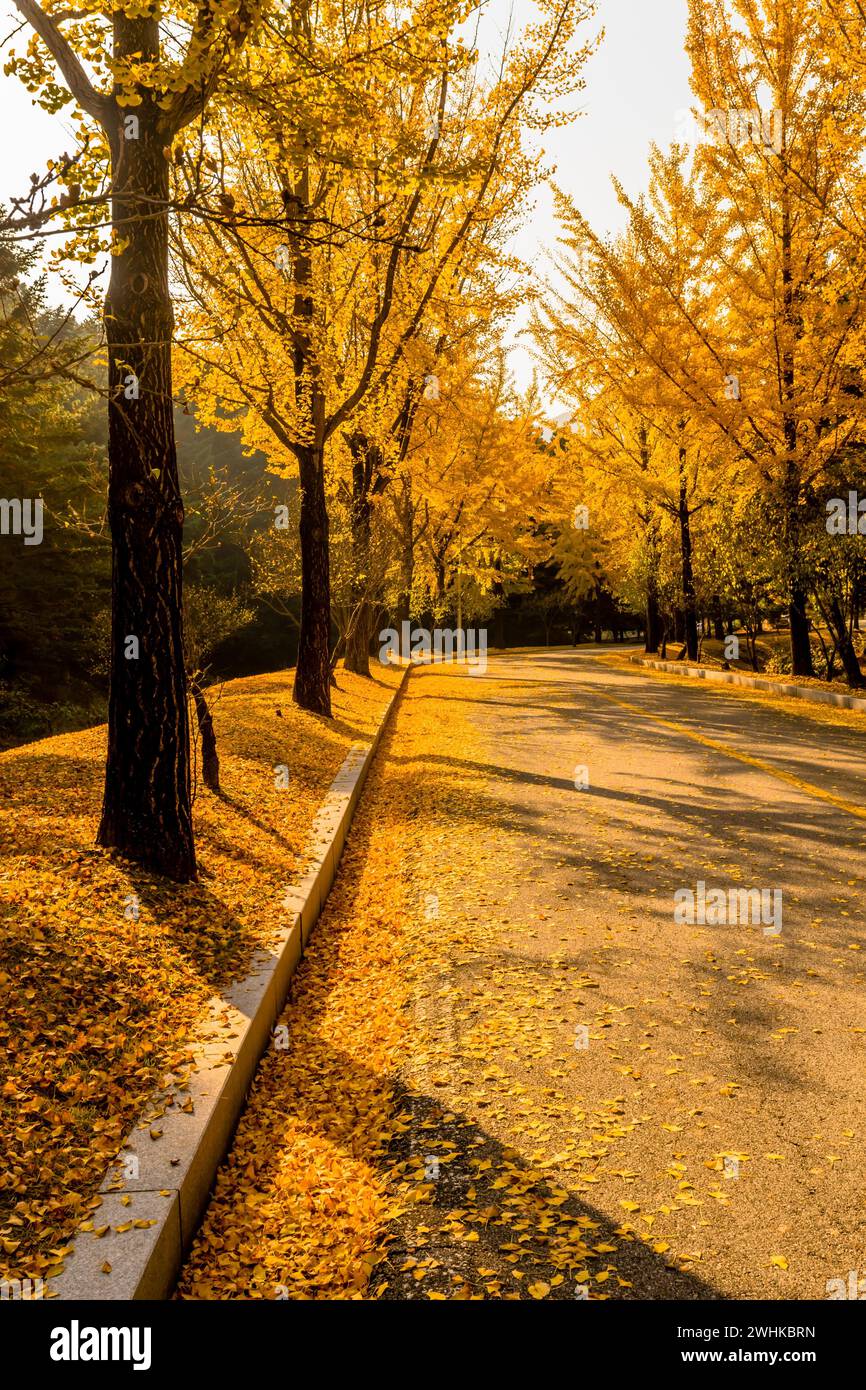 Route à deux voies bordée d'arbres aux couleurs jaunes de l'automne avec des feuilles couvrant la rue et la colline en Corée du Sud Banque D'Images