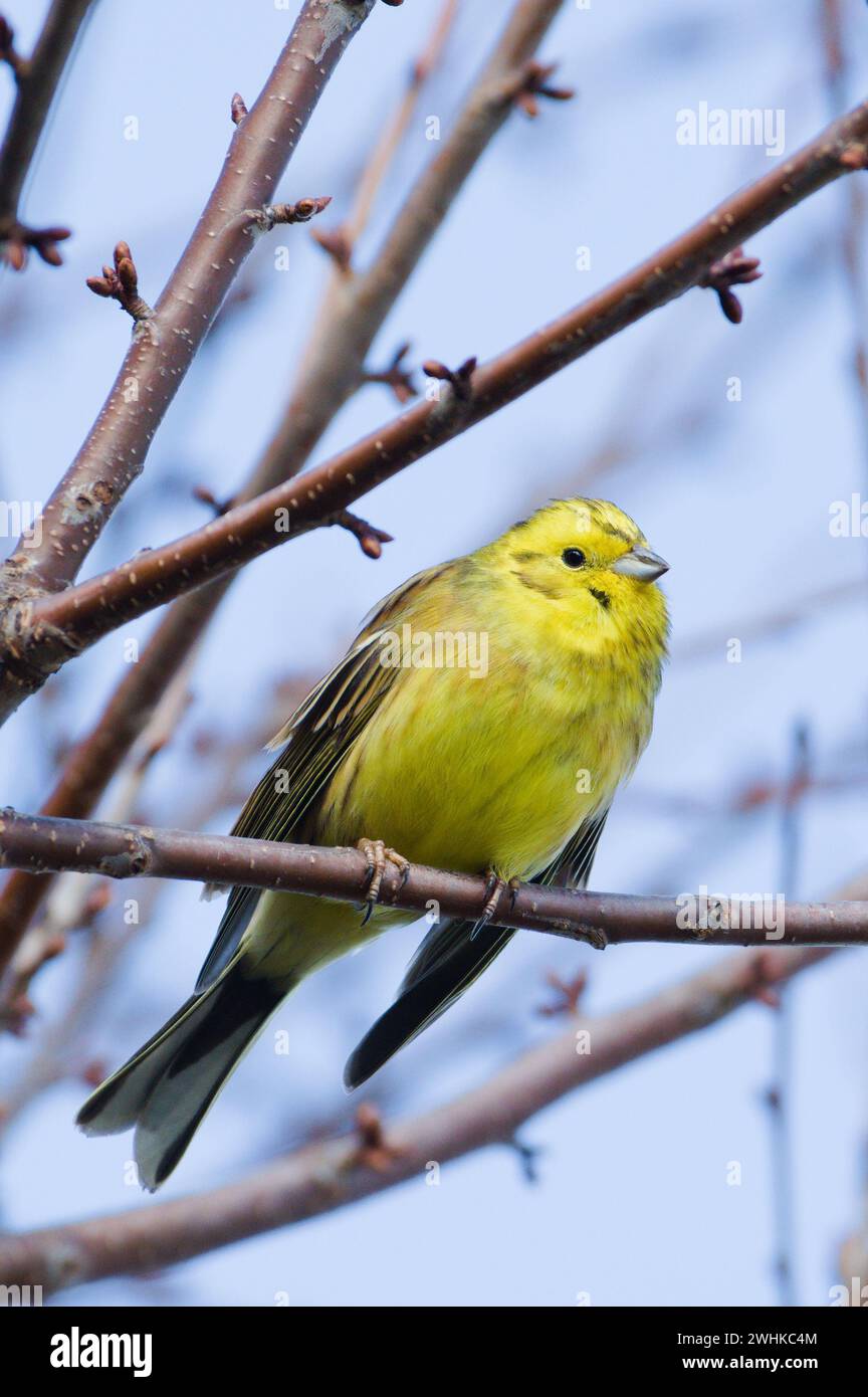 Emberiza citrinella aka yellowhammer sur l'arbre. Bel oiseau jaune. république tchèque nature. Banque D'Images