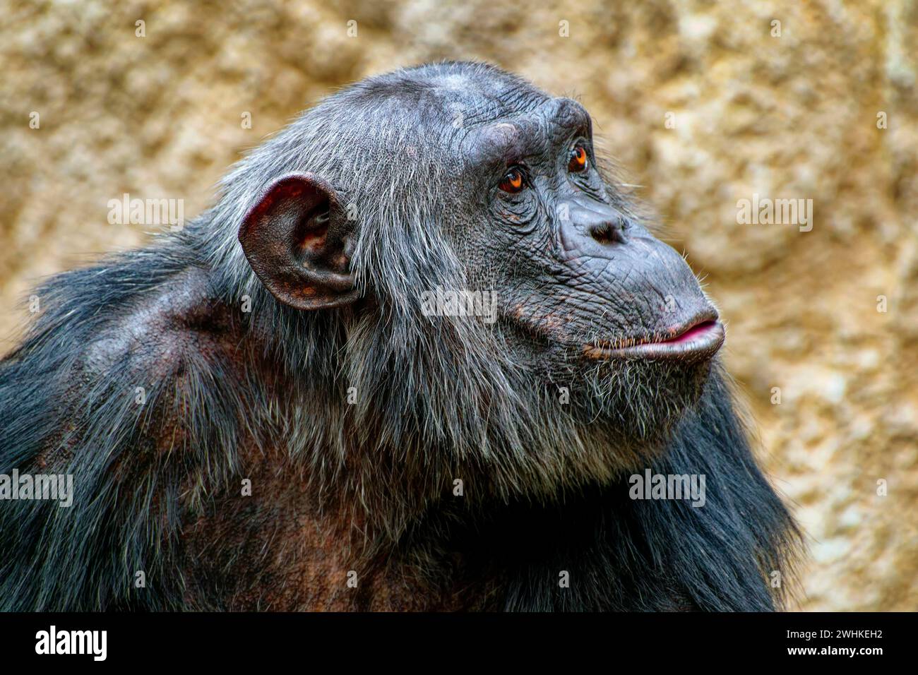 Portrait animal, chimpanzé occidental (Pan troglodytes verus), captif, distribution Afrique centrale et occidentale Banque D'Images