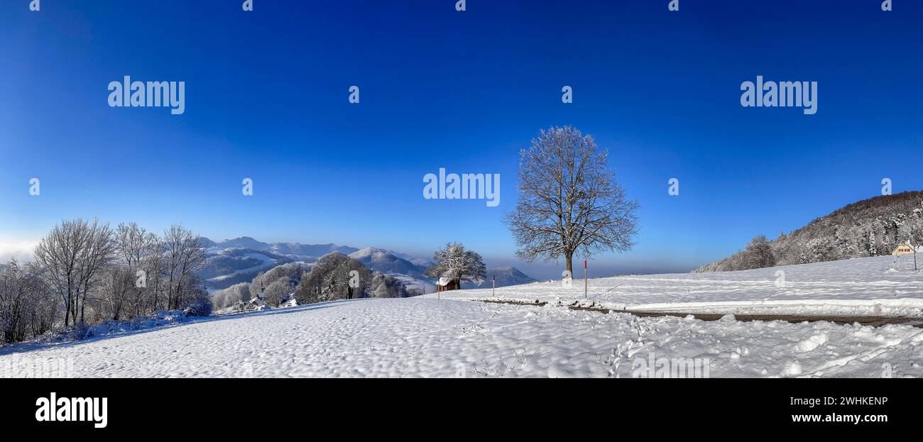 Citron vert d'hiver avec neige, panorama de la chaîne de montagnes du Jura, Wisen, Soleure, Suisse Banque D'Images