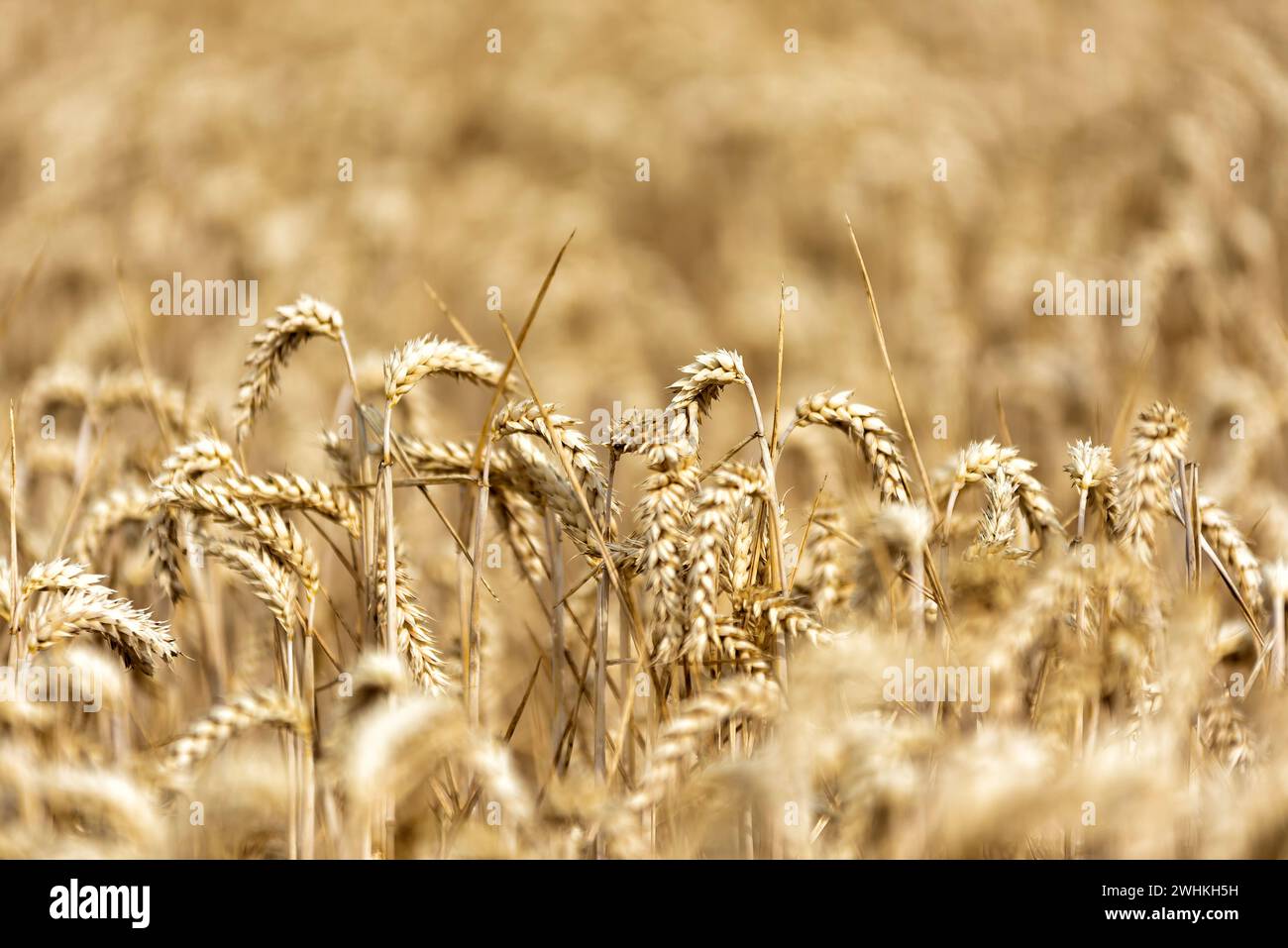Grain sur un champ en Europe Banque D'Images