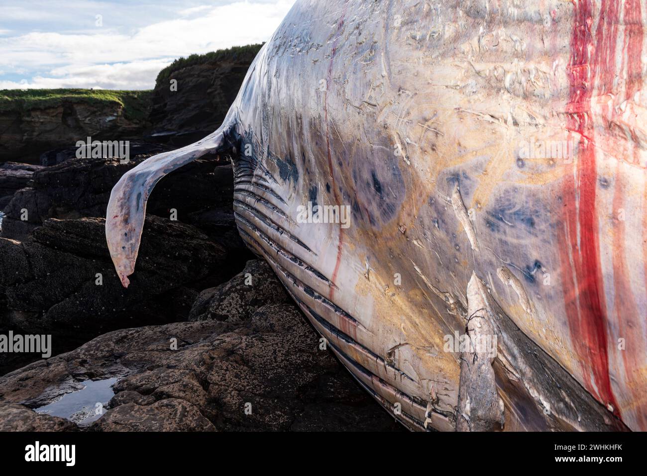 Foz, Espagne. 29 mars 2023. La baleine de Finback s'est échouée au large de Foz le 28 décembre 2023 entre le castro de fazouro et la plage de Pampillosa. La baleine Banque D'Images