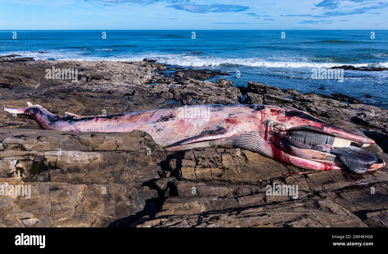 Foz, Espagne. 29 mars 2023. La baleine de Finback s'est échouée au large de Foz le 28 décembre 2023 entre le castro de fazouro et la plage de Pampillosa. La baleine Banque D'Images