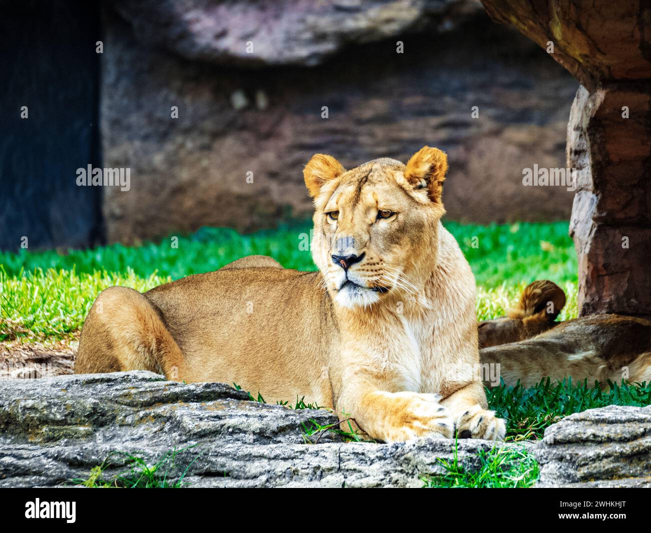 Lion reposant sur un éperon rocheux dans la nature sauvage sauvage, près d'un cav Banque D'Images