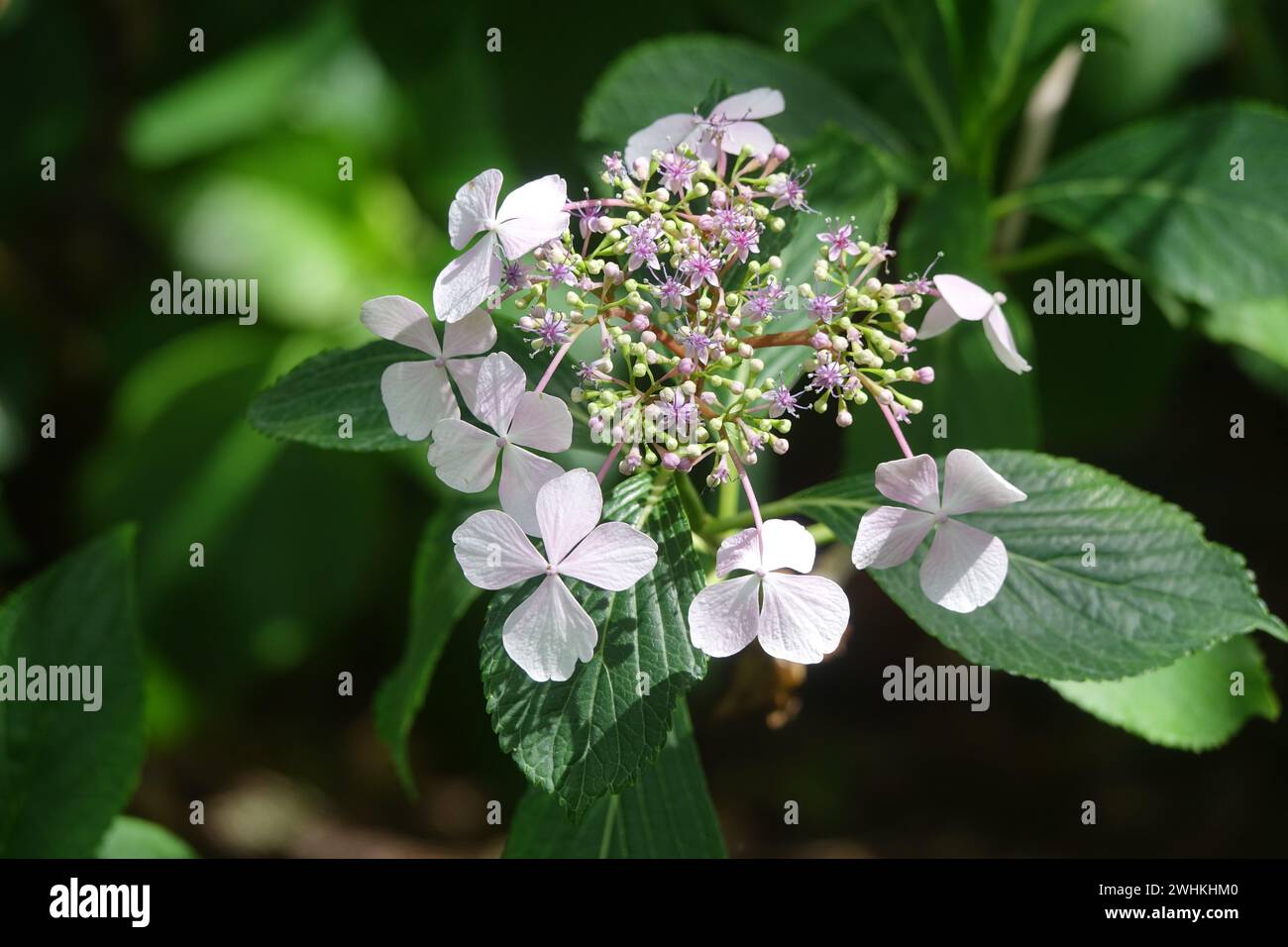 Hydrangea macrophylla F. normalis, hortensia Banque D'Images