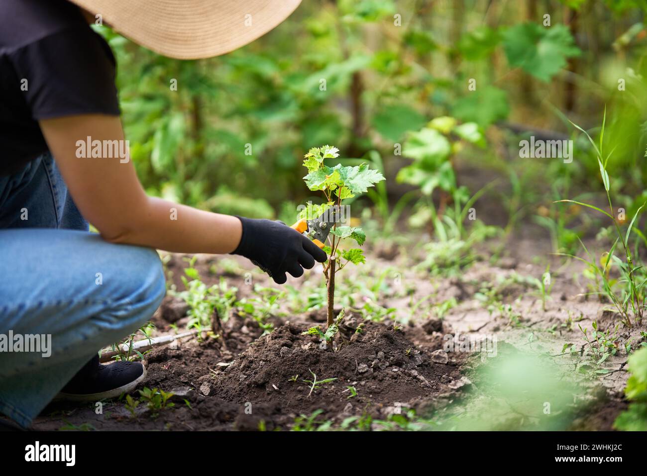 La femme a coupé le buisson vert de raisins par des tondeuses dans le jardin. Concept de jardinage, d'agriculture et de plantation. Banque D'Images