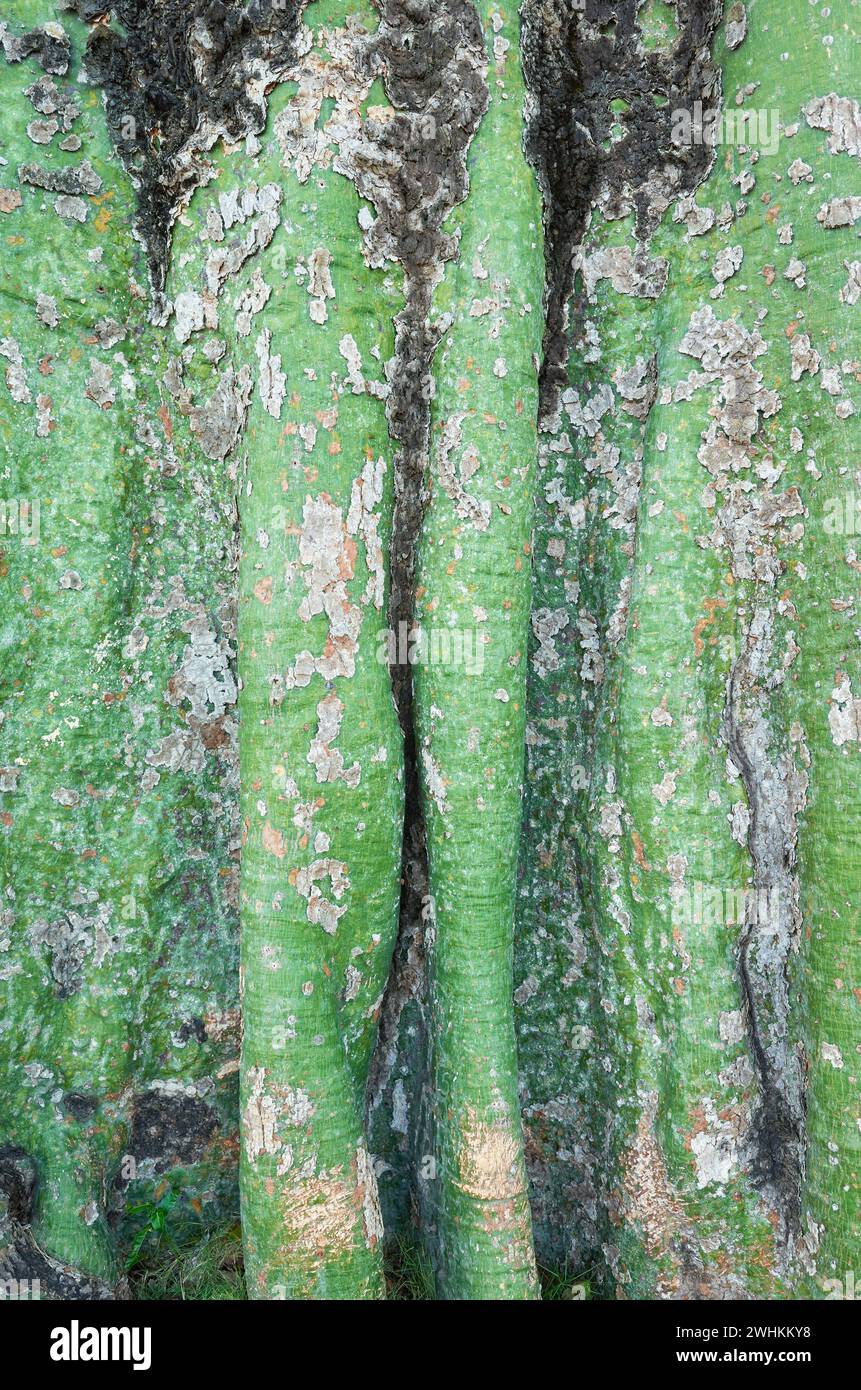Gros plan photo d'une écorce d'arbre tropical, fond de nature abstraite. Banque D'Images